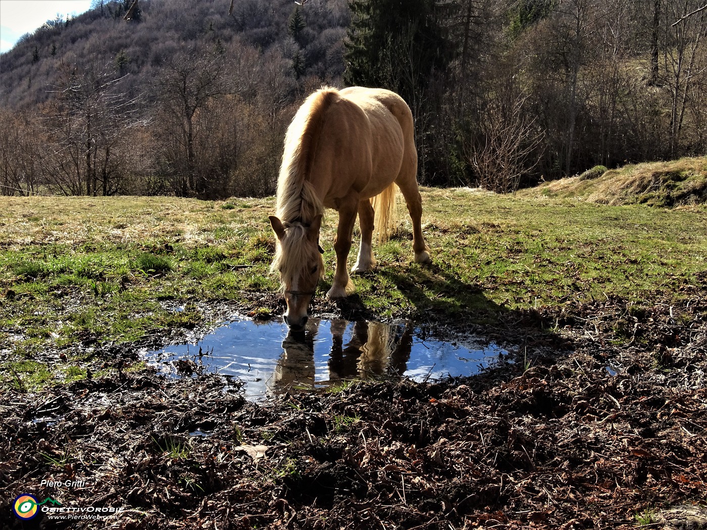 76 Cavallo beve alla pozza presso la  'santella' della Madonna di Caravaggio.JPG